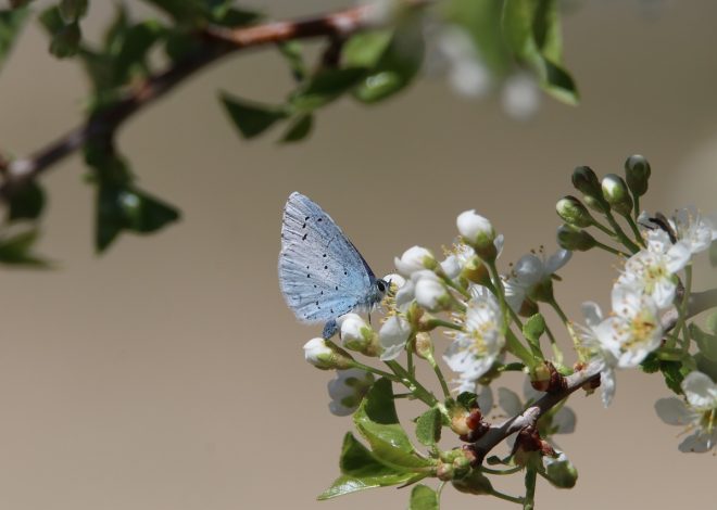 La conservation naturelle : enjeux et solutions pour préserver notre biodiversité