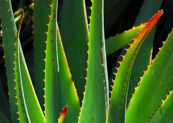 Aloe vera : bienfaits et conseils d’utilisation pour une peau éclatante