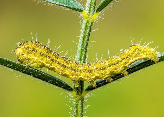 Huile démaquillante bio : tout savoir pour une routine beauté naturelle et efficace