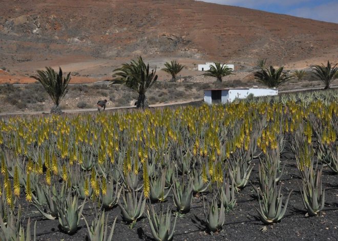 Gel aloe cheveux : bienfaits et conseils d’utilisation pour une chevelure saine