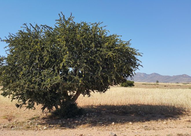 Huile d’argan pour une peau éclatante et hydratée